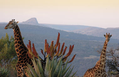 Giraffe and Isandlwana